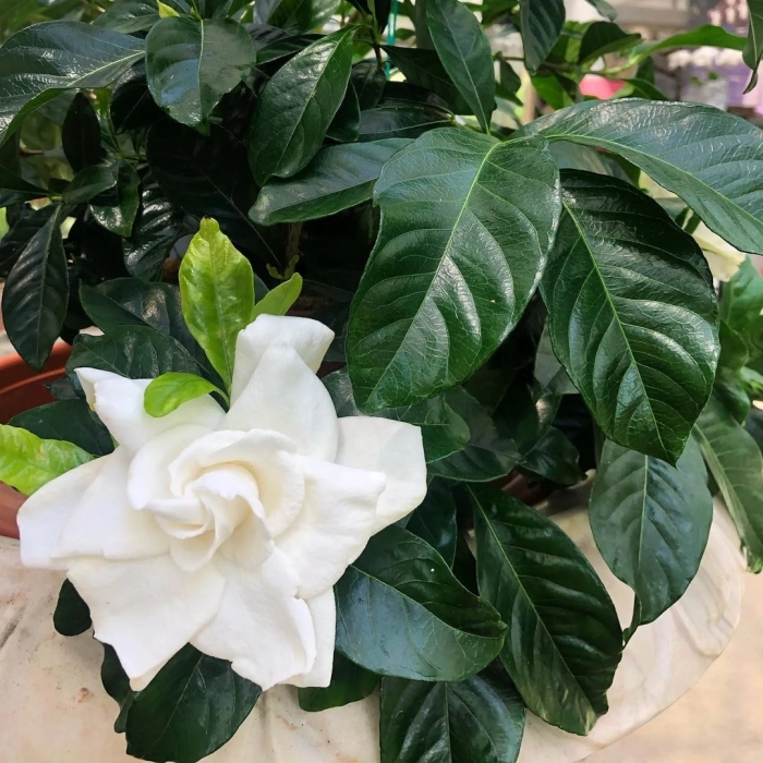 Гардения жасминовидная куст