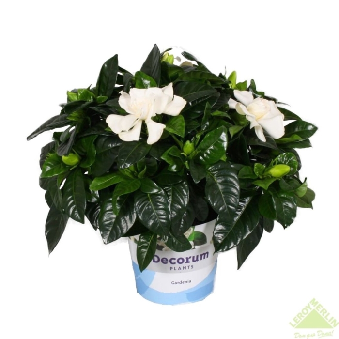 Гардения jasminoides