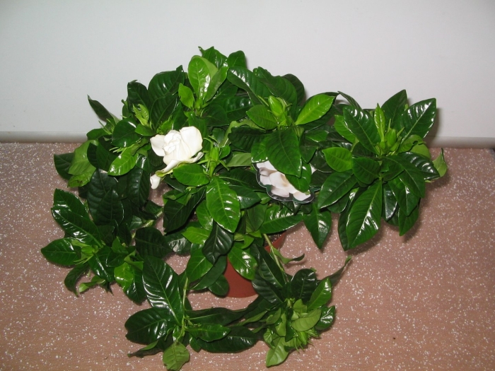 Гардения жасминовидная листва