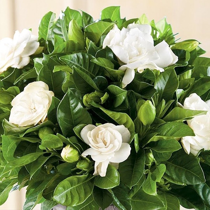 Гордения  жасминовидная