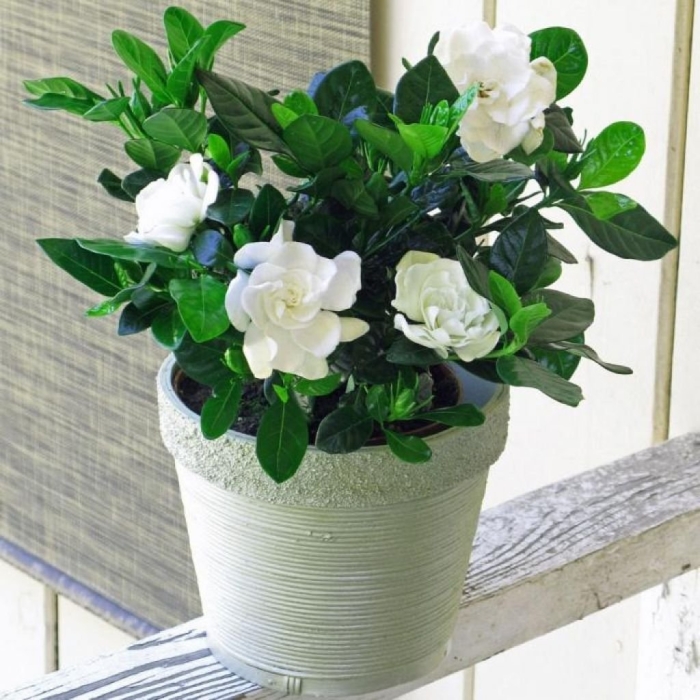 Цветок гардения жасминовидная