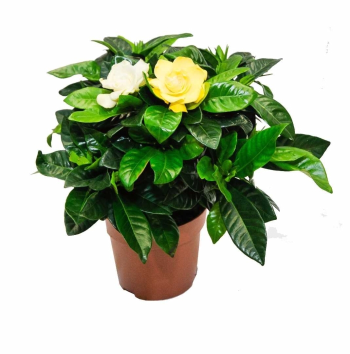 Цветок гардения жасминовидная