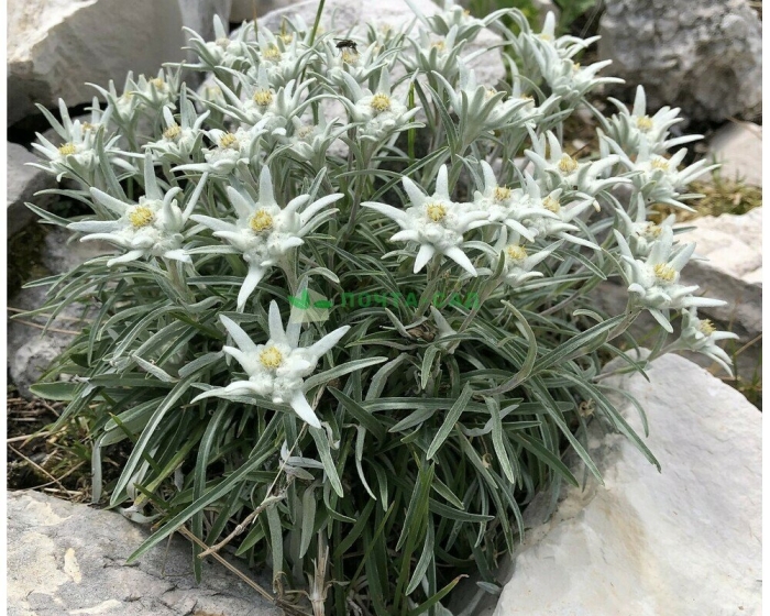 Эдельвейс альпийский занзи