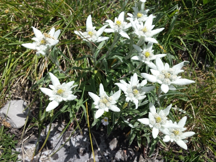 Ясколка крымский эдельвейс