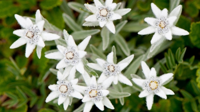 Растение эдельвейс