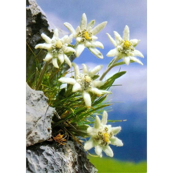 Высокогорный цветок эдельвейс