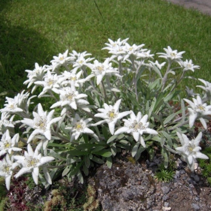 Эдельвейс альпийский