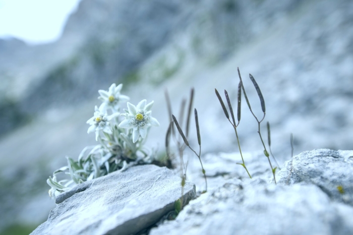 Горный цветок эдельвейс