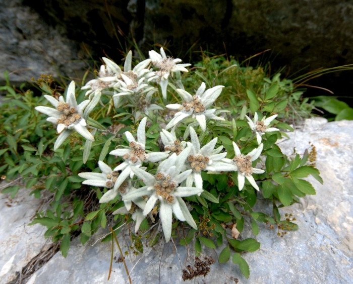 Эдельвейс альпийский