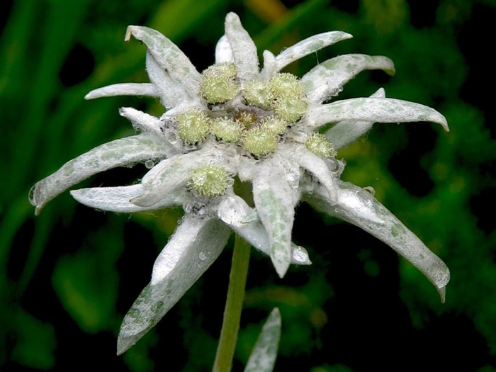 Leontopodium palibinianum