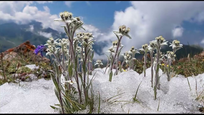 Эдельвейс в альпах