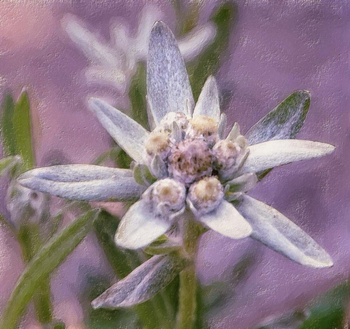 Эдельвейс цветок