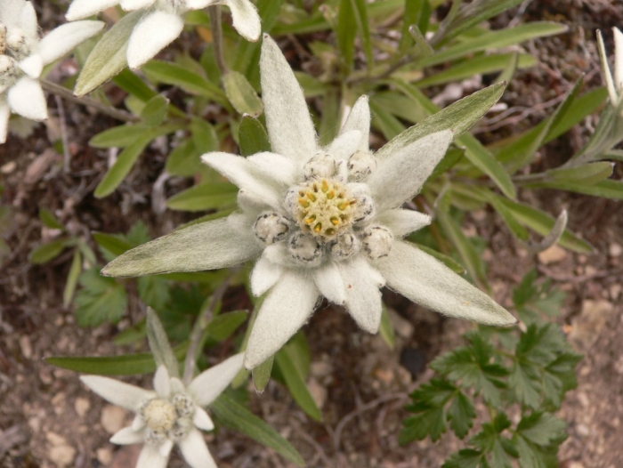 Эдельвейс курильский
