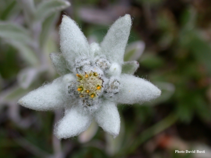 Leontopodium nivale subsp alpinum