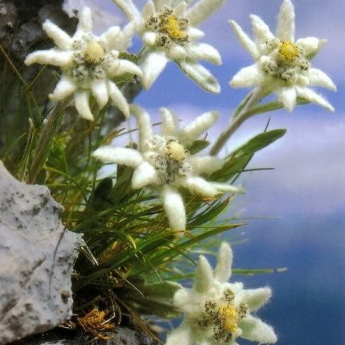 Эдельвейс цветок