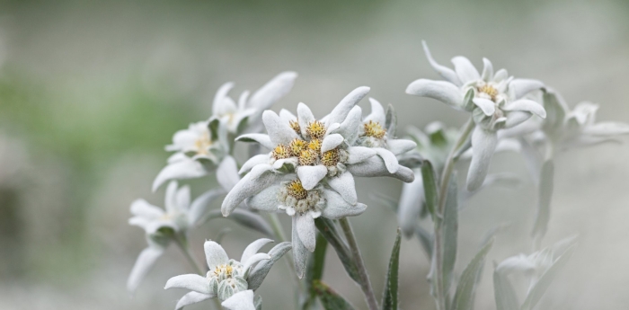 Белоснежные эдельвейсы