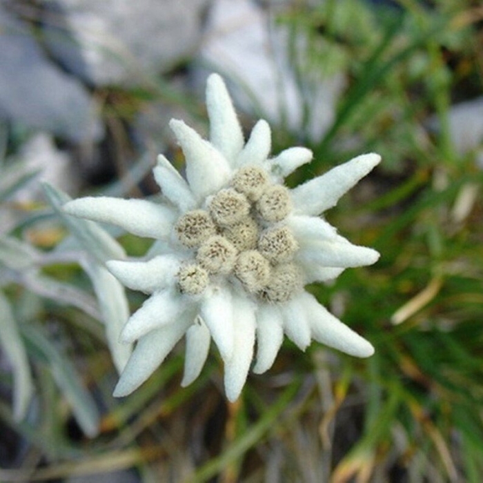 Эдельвейс альпийский