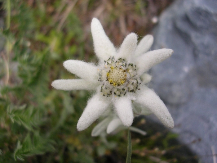 Эдельвейс алтайский цветок