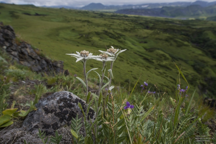 Эдельвейс алтайский цветок