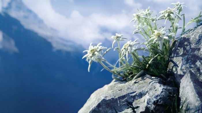 Эдельвейс цветок