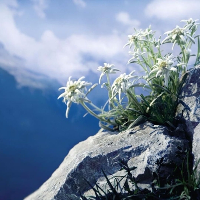 Крымский эдельвейс цветок