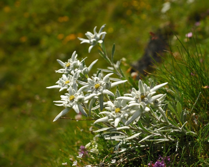 Эдельвейс цветок