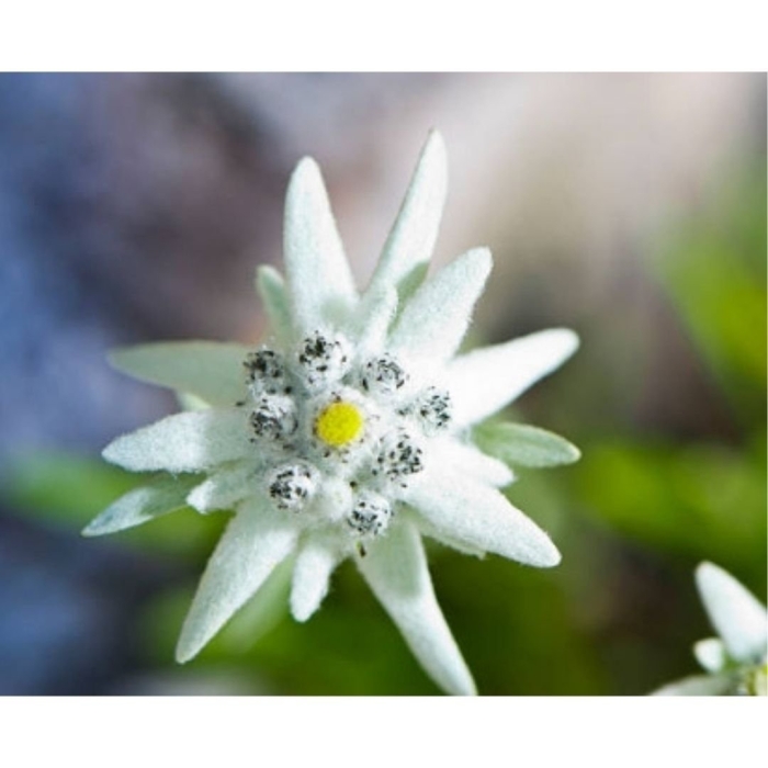 Эдельвейс мэй сноу