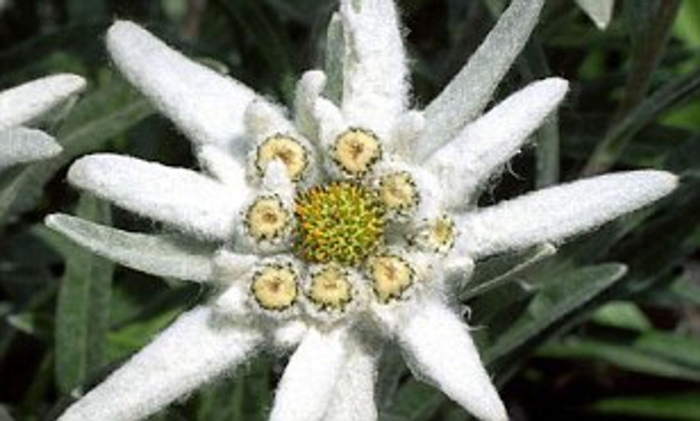 Эдельвейс растение