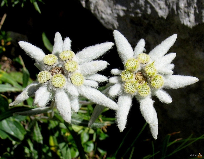 Эдельвейс альпийский