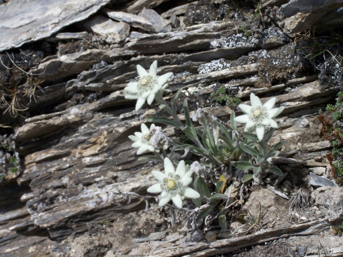 Эдельвейс цветок