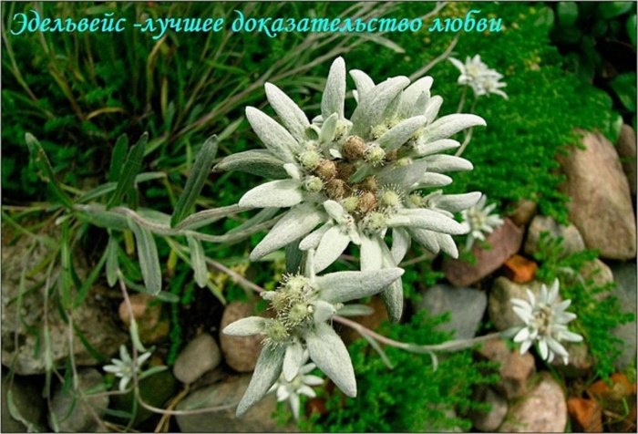 Leontopodium alpinum