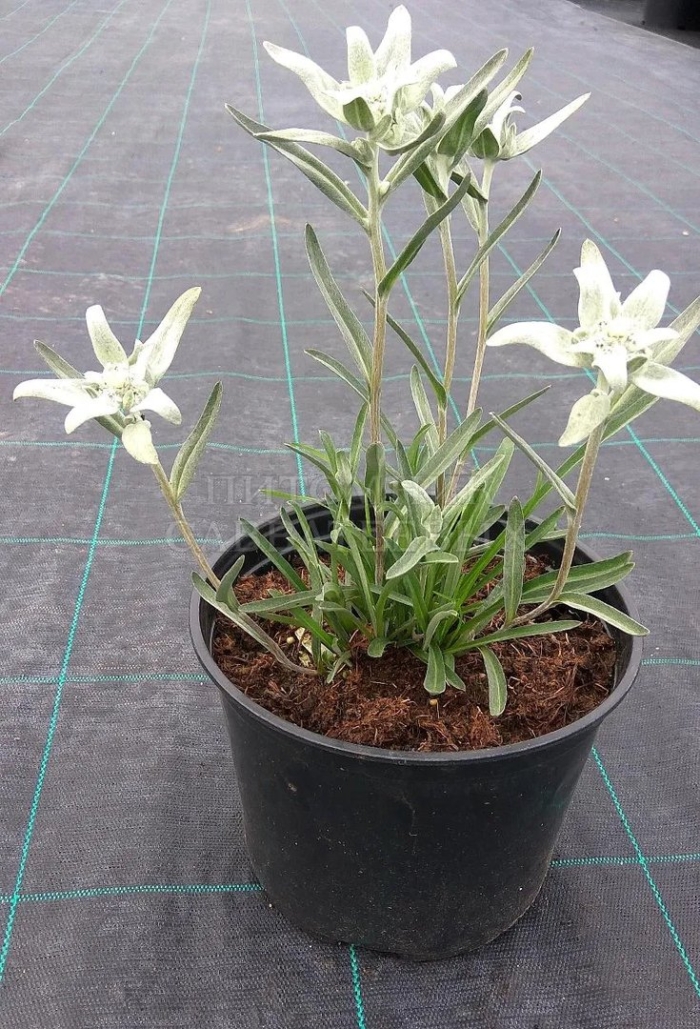 Эдельвейс альпийский