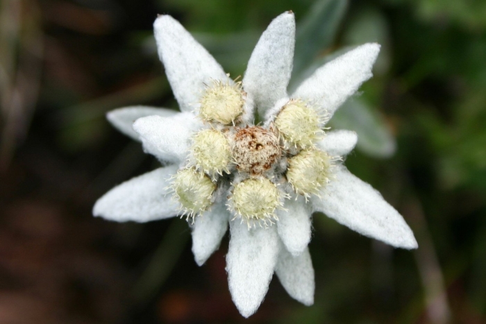 Серебристый крымский эдельвейс