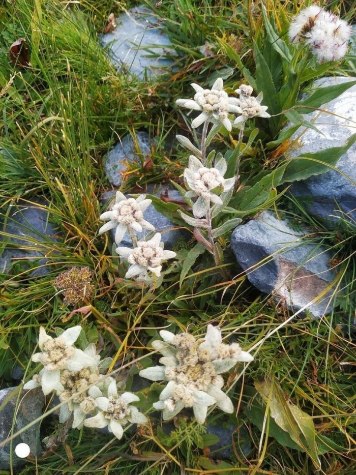 Эдельвейс горный алтай цветок