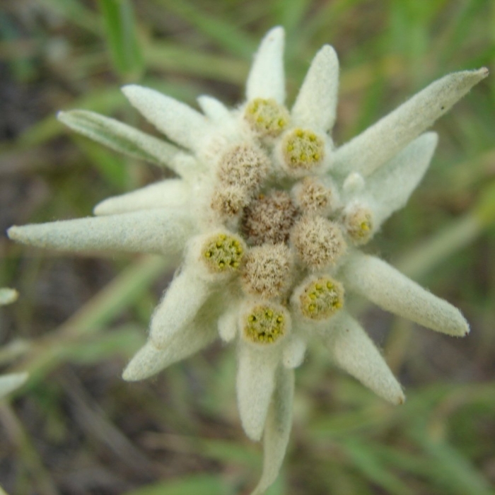 Эдельвейс белый альпийский
