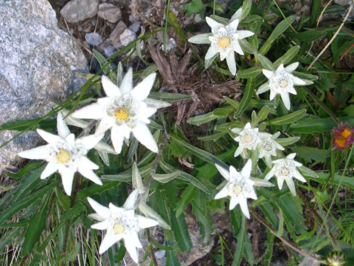 Leontopodium alpinum