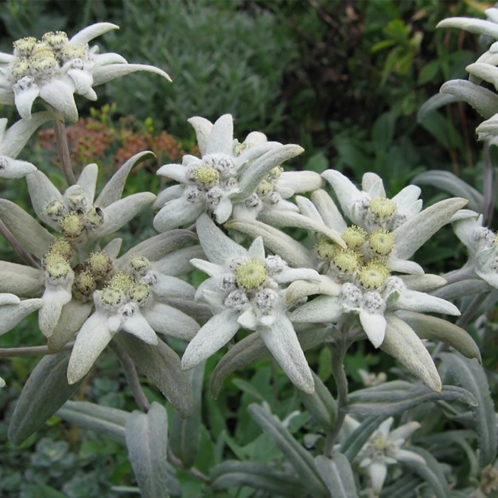 Эдельвейс альпийский