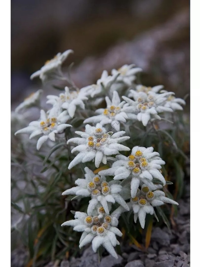 Растение эдельвейс альпийский