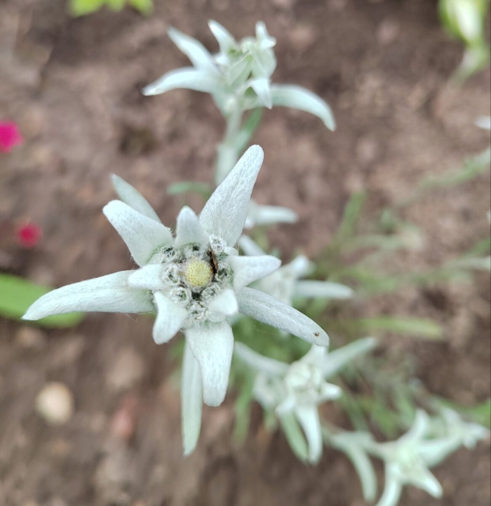 Эдельвейс снежное царство
