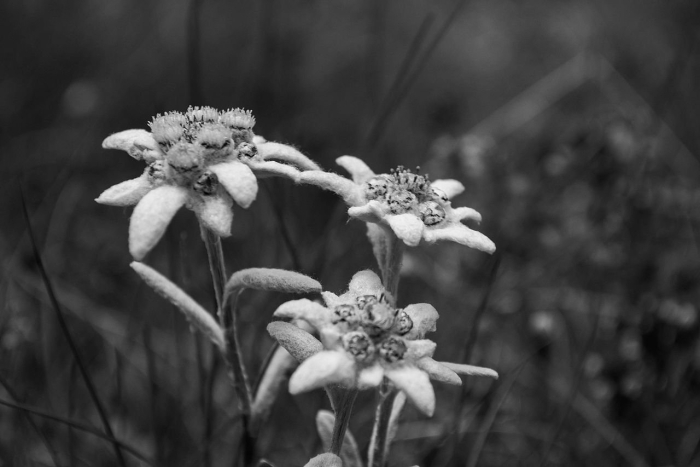 Эдельвейс цветок