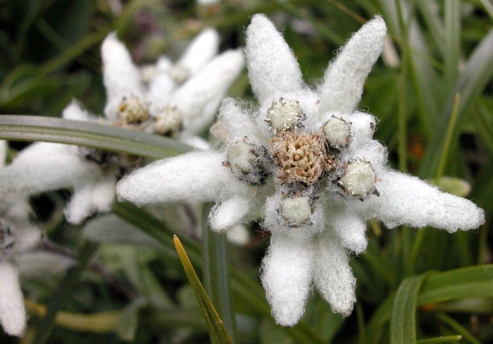 Эдельвейс цветок