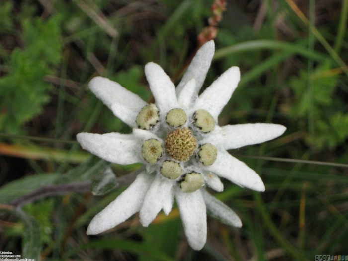 Эдельвейс цветок