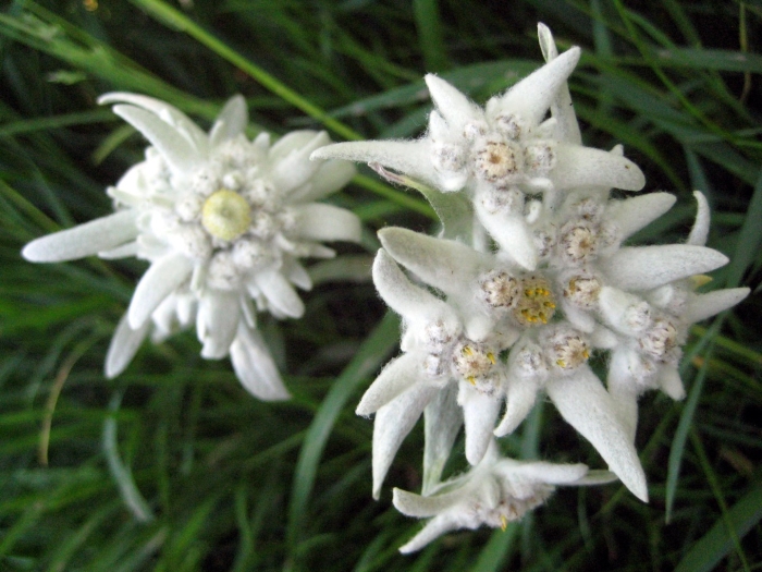 Эдельвейс альпийский