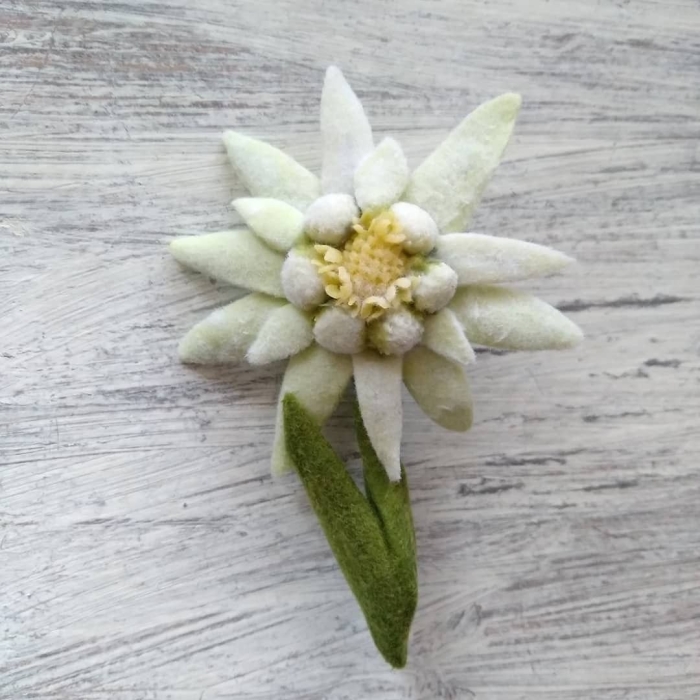 Цветок эдельвейс