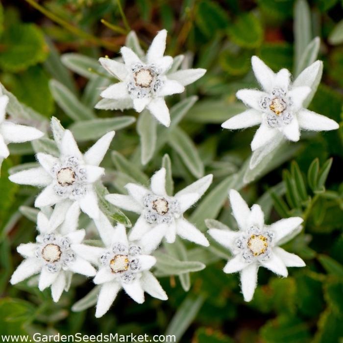 Эдельвейс альпийский