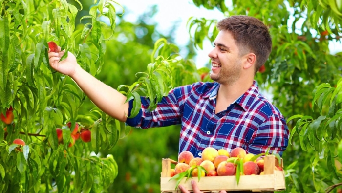 Человек с урожаем