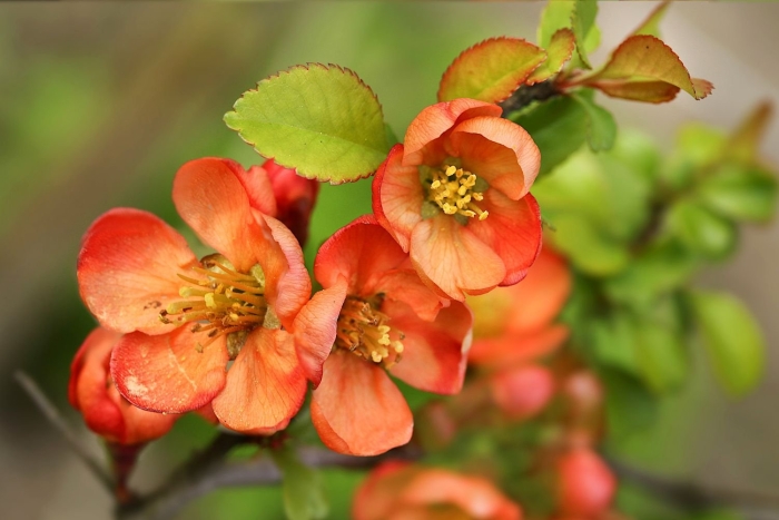 Айва хеномелес японская