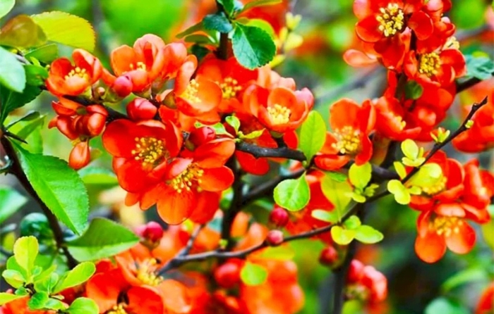 Хеномелес катаянский