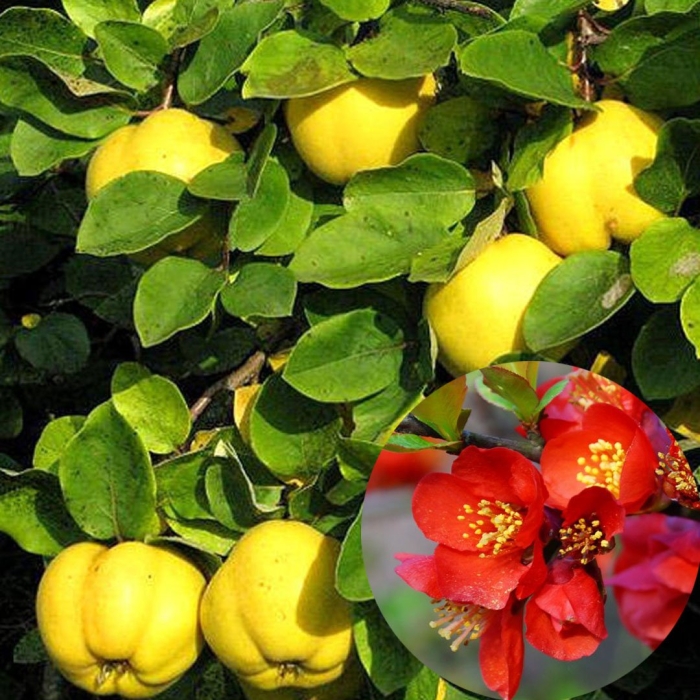 Айва обыкновенная (cydonia oblonga)