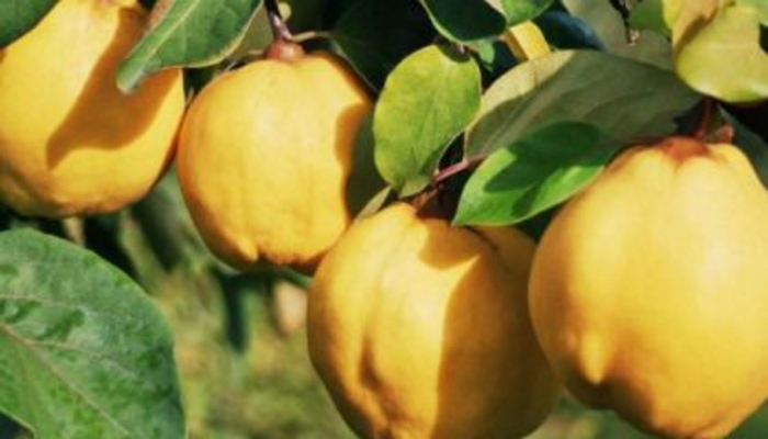 Саженец айва